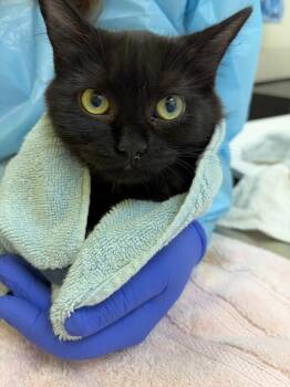 Sue-Lynn -  Domestic Medium Hair Cat for Adoption in Raleigh, North Carolina - Sue-Lynn | PetCurious