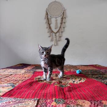 Casper -  Domestic Short Hair Cat for Adoption in Fort Lauderdale, Florida - Casper | PetCurious