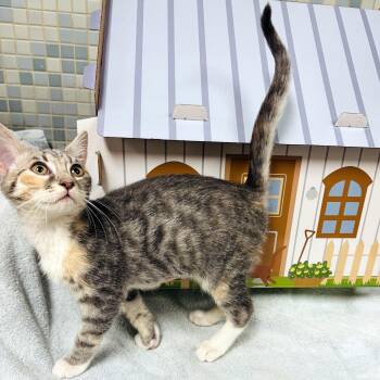 Rescue Domestic Short Hair and Tiger Cats for Adoption in Lake Monroe, Florida - Bella | PetCurious