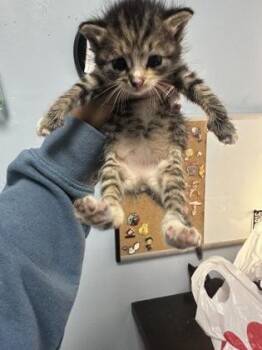 Belly -  Domestic Short Hair Cat for Adoption in Chamblee, Georgia - Belly | PetCurious