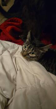 Rescue American Shorthair Cats for Adoption in Oxford, Wisconsin - Molly - Adoption Fee Sponsored | PetCurious
