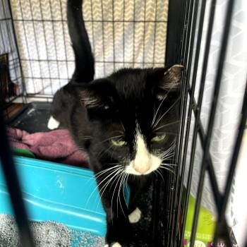 Baby -  Domestic Short Hair Cat for Adoption in Ringtown, Pennsylvania - Baby | PetCurious