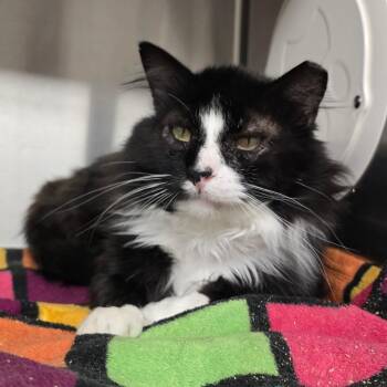 Bandit -  Domestic Long Hair Cat for Adoption in Spokane, Washington - Bandit | PetCurious