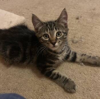 Woody -  Tabby Cat for Adoption in Lambertville, New Jersey - Woody | PetCurious