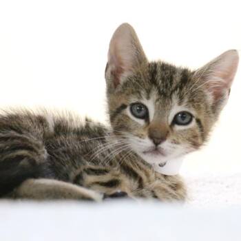 Domestic Short Hair Cats Available for Adoption in Pasadena, California - Rick | PetCurious
