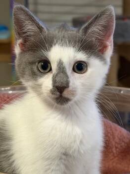 Quinn -  Domestic Short Hair Cat for Adoption in West Palm Beach, Florida - Quinn | PetCurious