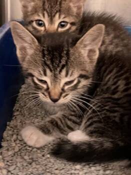 Elvis -  Domestic Short Hair Cat for Adoption in Farmers Branch, Texas - Elvis | PetCurious