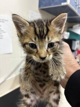 Sybal -  Domestic Short Hair Cat for Adoption in Charleston, South Carolina - Sybal | PetCurious