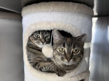 Tabby and Calico Cats Available for Adoption - Romeo And Juliet  | PetCurious