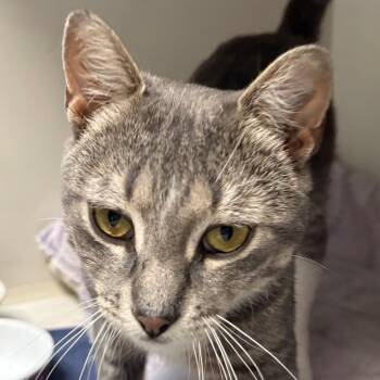 Cyrus -  Domestic Short Hair Cat for Adoption in East Hanover, New Jersey - Cyrus | PetCurious