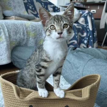 Elmo -  Domestic Short Hair Cat for Adoption in Philadelphia, Pennsylvania - Elmo | PetCurious