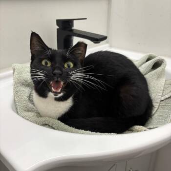 Bells -  Domestic Short Hair Cat for Adoption in Philadelphia, Pennsylvania - Bells | PetCurious