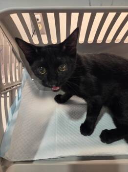 Becky -  Domestic Short Hair Cat for Adoption in Bossier City, Louisiana - Becky | PetCurious