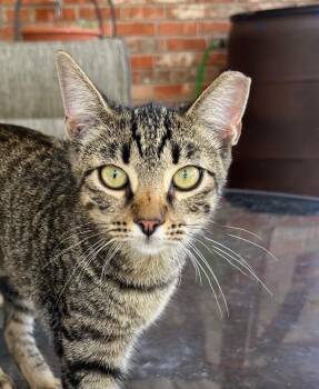 Ellie May -  Domestic Short Hair Cat for Adoption in Cross Timber, Texas - Ellie May | PetCurious