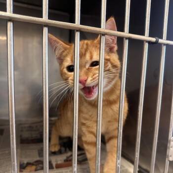 Richard -  Domestic Short Hair Cat for Adoption in Corinth, Mississippi - Richard | PetCurious