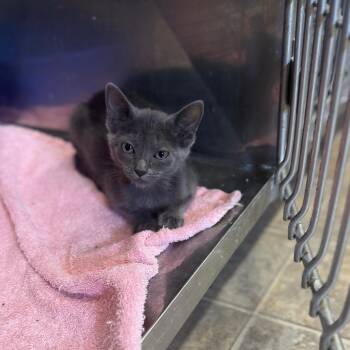 Prada -  Domestic Short Hair Cat for Adoption in Starkville, Mississippi - Prada | PetCurious