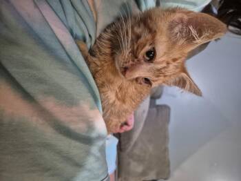 Whesker -  Domestic Short Hair Cat for Adoption in Fruit Heights, Utah - Whesker | PetCurious