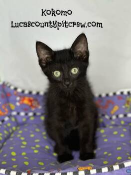 Rescue American Shorthair and Domestic Short Hair Cats for Adoption in Toledo, Ohio - Kokomo | PetCurious