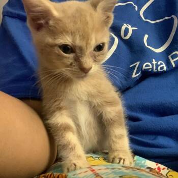 Gretchen -  Domestic Short Hair Cat Available for Adoption in Valdosta, Georgia - Gretchen | PetCurious
