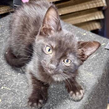 Pink -  Domestic Short Hair Cat for Adoption in Shelbyville, Indiana - Pink | PetCurious
