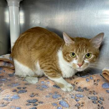 Butterscotch -  Domestic Short Hair Cat for Adoption in Roanoke, Virginia - Butterscotch | PetCurious