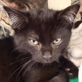 Honey Moon -  Domestic Short Hair Cat for Adoption in Evansville, Indiana - Honey Moon | PetCurious