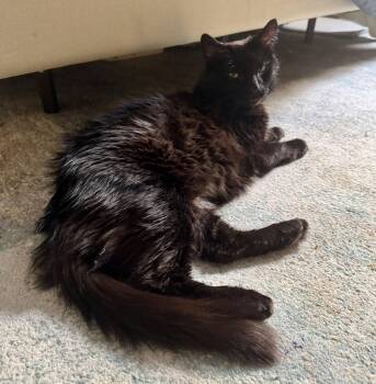 Domestic Medium Hair Cats Available for Adoption - Mrs. Peacock | PetCurious