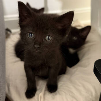 Rescue Domestic Short Hair Cats for Adoption in Delaware, Ohio - Chopstick | PetCurious