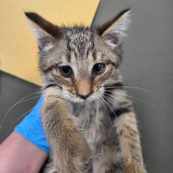 Domestic Short Hair Cats Available for Adoption in West Olive, Michigan - Mouse Trap | PetCurious