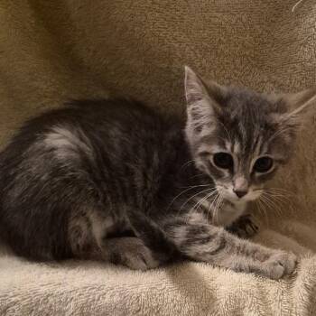 Paula -  Domestic Medium Hair Cat for Adoption in Carmel, Indiana - Paula | PetCurious