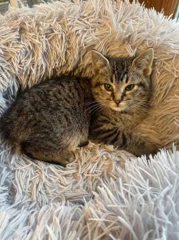 Rescue Domestic Short Hair Cats for Adoption - Buddha | PetCurious