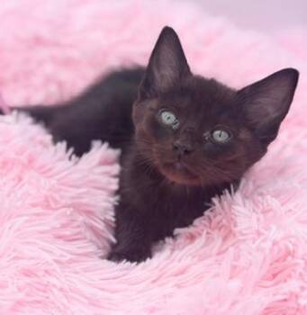 Snorlax -  Domestic Short Hair Cat for Adoption in Covington, Louisiana - Snorlax | PetCurious