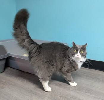 MONDAY -  Domestic Long Hair Cat for Adoption in Nacogdoches, Texas - MONDAY | PetCurious