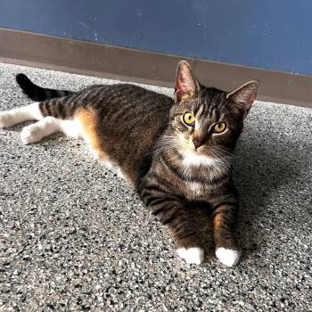 Domestic Short Hair Cats Available for Adoption in Wilmington, Ohio - Arnold | PetCurious