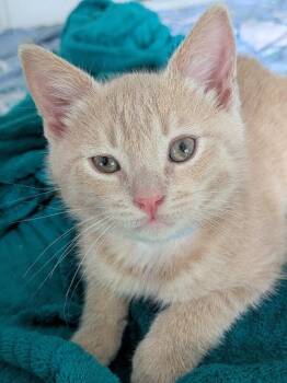 Ares -  Domestic Short Hair Cat for Adoption - Ares | PetCurious