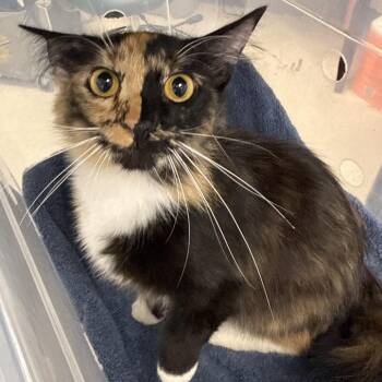 Tiger Lilly -  Domestic Long Hair Cat for Adoption in Evansville, Indiana - Tiger Lilly | PetCurious