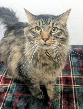 Domestic Long Hair Cats Available for Adoption - Chester (bonded To Odie) | PetCurious