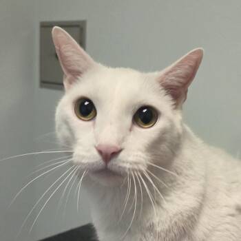 Blaney -  Domestic Short Hair Cat for Adoption in Leander, Texas - Blaney | PetCurious