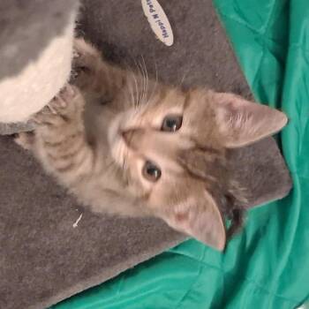 Maat(Pepper) -  Domestic Short Hair Cat for Adoption in Indianapolis, Indiana - Maat(Pepper) | PetCurious