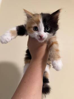 Domestic Medium Hair Cats Available for Adoption in Long Beach, California - Smores | PetCurious