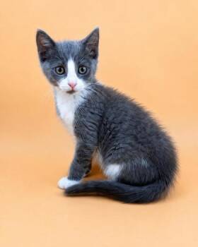 Riddle -  Domestic Short Hair Cat for Adoption in Dahlonega, Georgia - Riddle | PetCurious