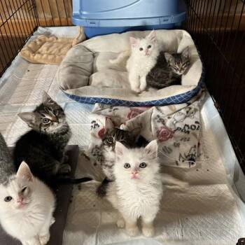 Harbor (in Chestertown, MD) -  Domestic Short Hair Cat for Adoption - Harbor (in Chestertown, MD) | PetCurious