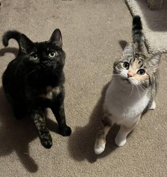 London & Bunny -  Domestic Short Hair Cat for Adoption in Walnut Creek, California - London & Bunny | PetCurious