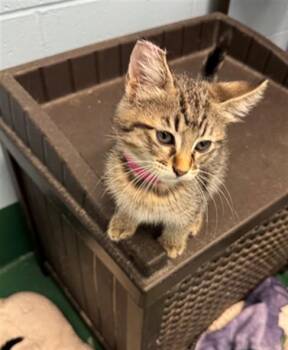 ON-CALL -  Domestic Short Hair Cat for Adoption in Peoria, Illinois - ON-CALL | PetCurious