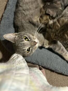 Domestic Short Hair Cats Available for Adoption - Muffin | PetCurious