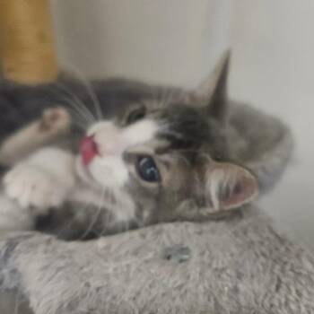 Honda -  Domestic Short Hair Cat for Adoption in Grantsville, Utah - Honda | PetCurious