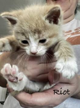 Riot -  Domestic Short Hair Cat for Adoption in Seal Beach, California - Riot | PetCurious