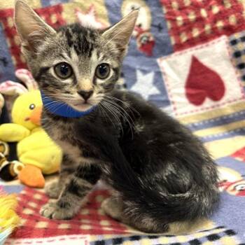 Domestic Short Hair Cats Available for Adoption in Rancho Cucamonga, California - MERLIN | PetCurious