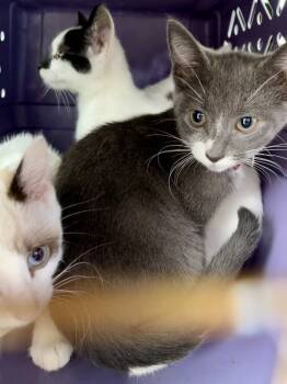 Rescue Domestic Short Hair Cats for Adoption in Chicago, Illinois - Sophie Bonded Pair | PetCurious