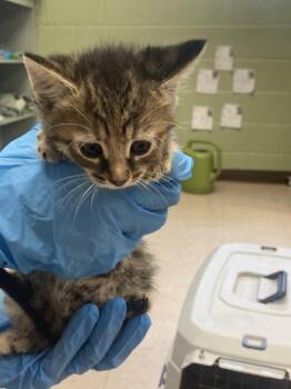 Domestic Short Hair Cats Available for Adoption in Burnsville, North Carolina - Tioga | PetCurious